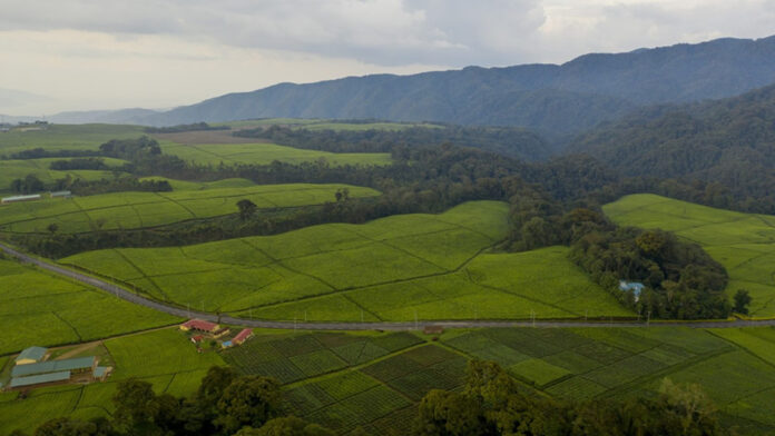 Nyungwe Tea Plantation