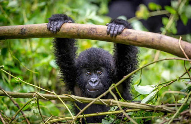 Mountain Gorilla in Rwanda