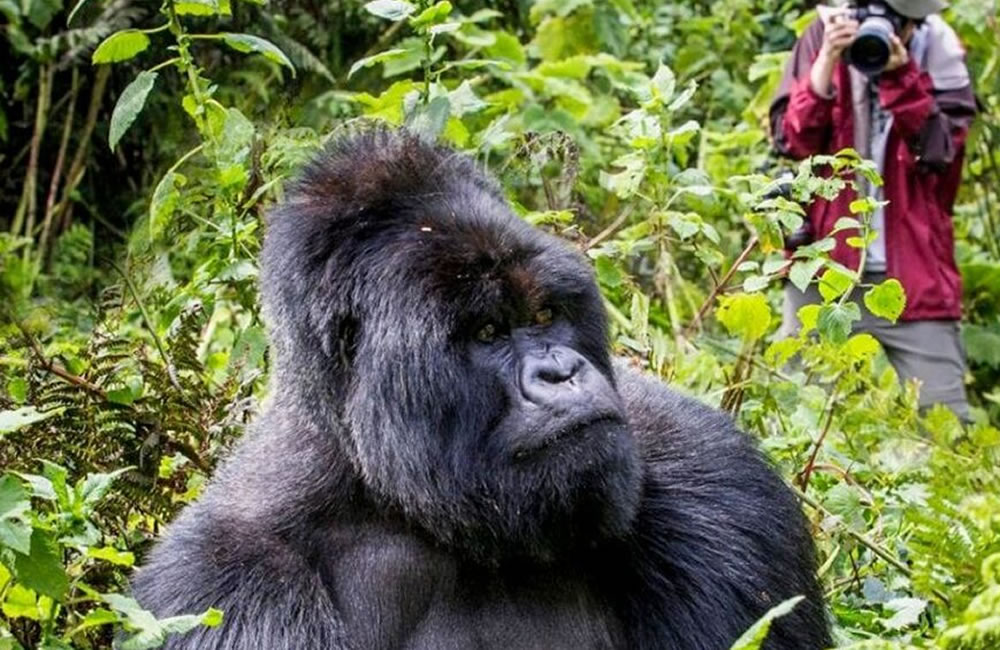 gorilla trekking trip