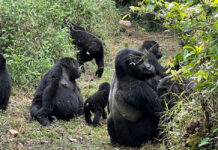 How to Reserve Gorilla Permits for Uganda & Rwanda Gorilla Trekking Rwanda
