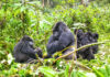Why Go on Gorilla Safari in Rwanda Rwanda Mountain Gorilla