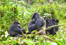 Why Go on Gorilla Safari in Rwanda Rwanda Mountain Gorilla